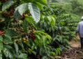 Arabica coffee price: Effects of the US-Iran war spill over to agricultural assets