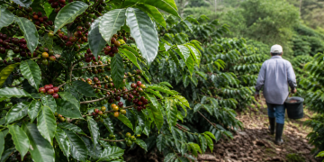 Arabica coffee price: Effects of the US-Iran war spill over to agricultural assets