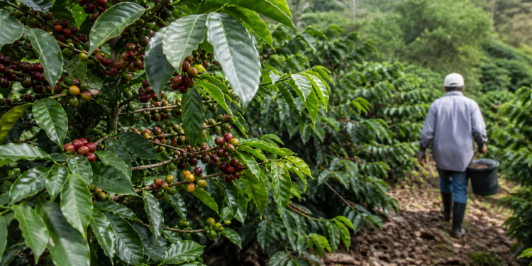 Arabica coffee price: Effects of the US-Iran war spill over to agricultural assets