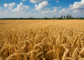 Here’s why wheat prices are soaring this year